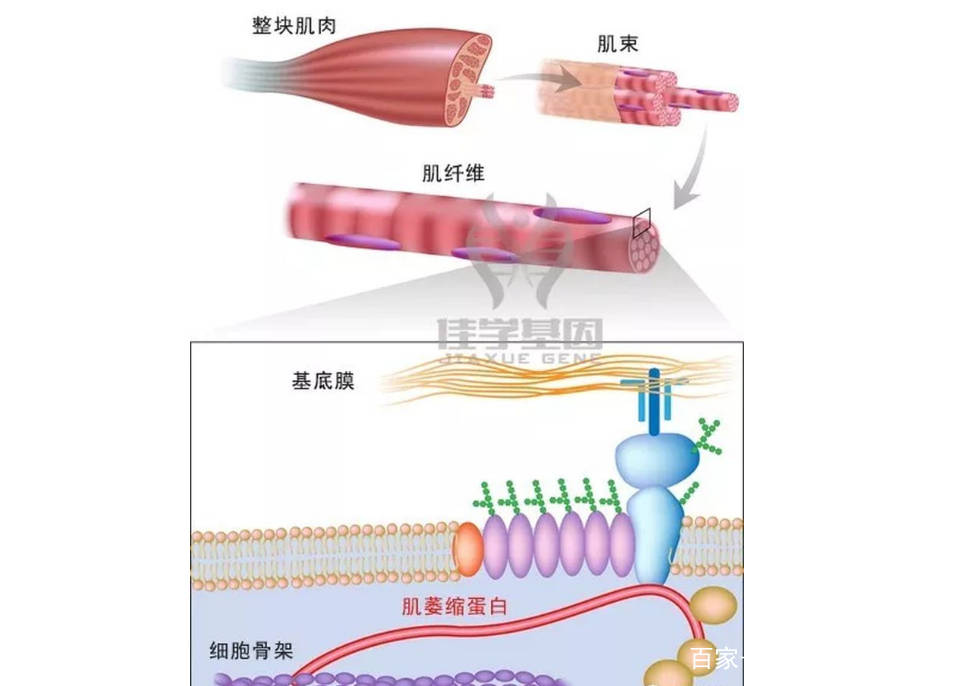 疑难|我国肌营养不良症，高发群、高地区、看看你是否身陷其境！