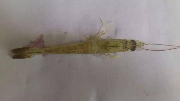 产品|为什么对虾肝脏容易发病?这些不明白你会后悔的!