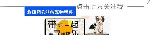 生命|残疾柯基被主人嫌弃，80多人爱心传递，帮助柯基宝宝重获新生！