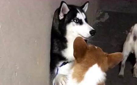 什么|最怂哈士奇害怕柯基,用爪子捂住柯基的眼,二哈:大哥有话好好说