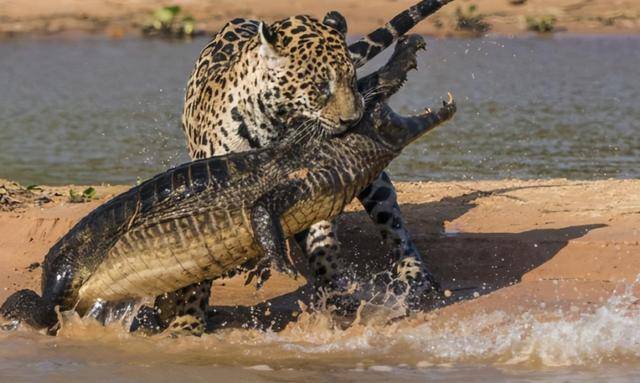 蛇是什么时候蜕皮 935a316b99d842f0a04865c797b577ef.jpeg