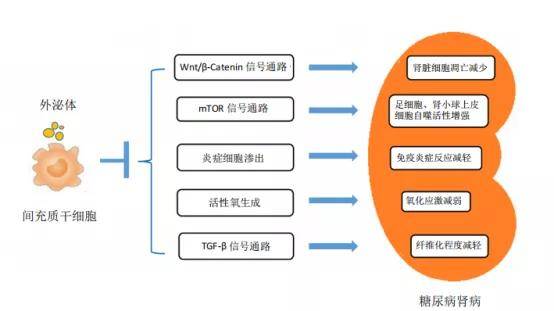 肾脏|糖肾治疗 ▏干细胞与肾脏组织的修复和再生