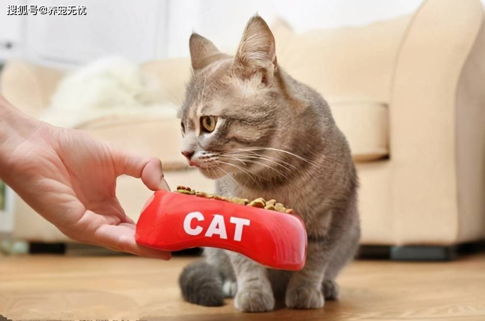 猫为什么贪吃