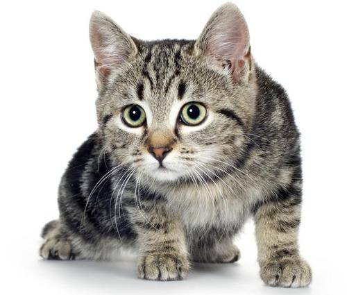崇林杨|养狸花猫的进来看看，你真的懂狸花猫吗？