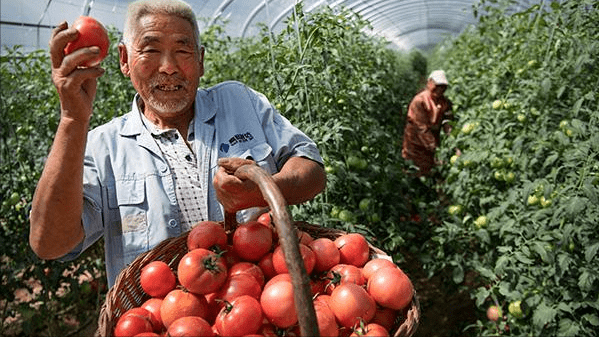 60岁的老农来告诉你挑选西红柿的窍门。选错没营养，菜贩子可不会告诉你的。