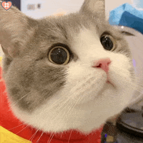 北京圣贝告诉你为啥总有人觉得看牙贵三个字拖太久