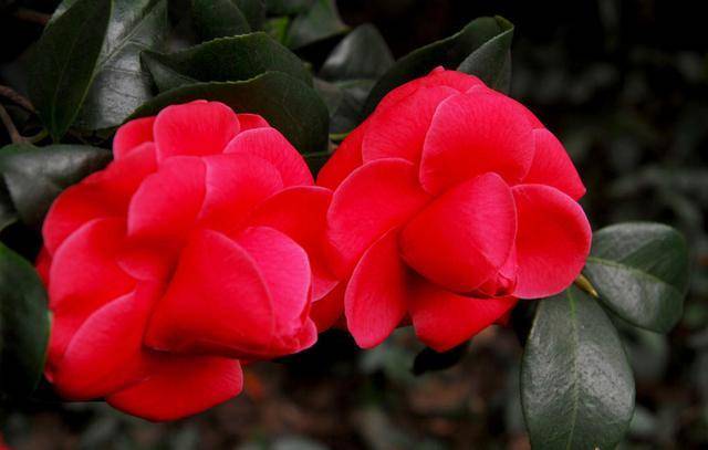 山茶花冬天也能满枝头花苞 耐低温花色美艳 养护时还有注意事项 养殖