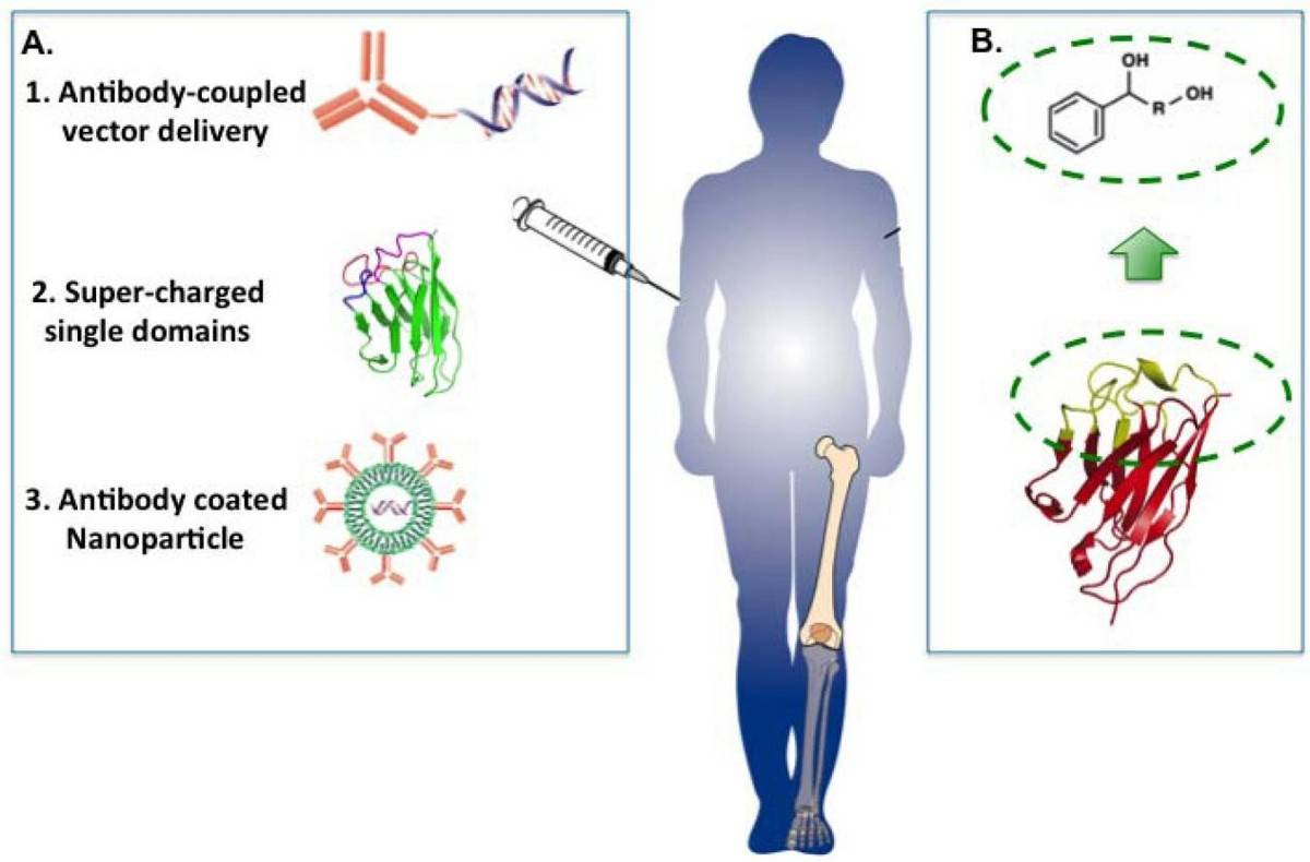解药来了!我国研制出单抗体,给受体戴头盔,可对抗新冠病毒变异