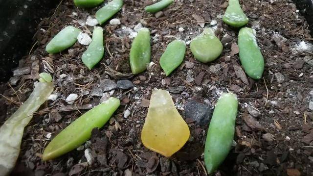 多肉叶插苗怎么移盆繁殖教程 135d4df461464d7fb9baaf45e4badccf.jpeg