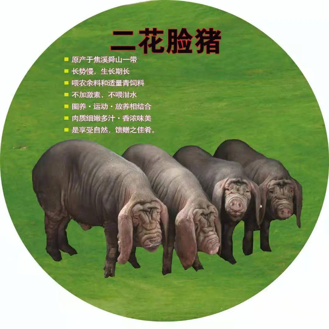 二花脸猪肉丨你看起来很好吃