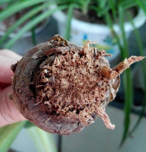 原创都春天了朱顶红依旧没开花迹象一看根吓着了有个大洞怎么开花