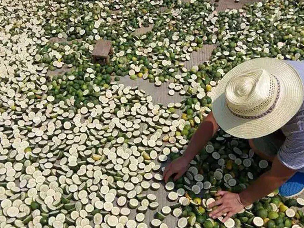 俗称"狗逃果",常烂一地没人要,但价值却不低,晒干20元一斤_枳实