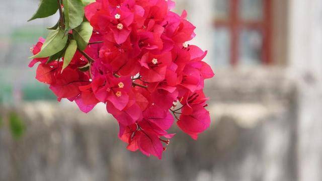 用什么方法可以快速让三角梅生根 cd2736b894d64b5bb7d58aea7da0828a.jpeg