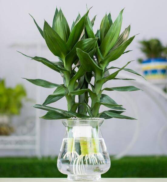 富贵竹怎么养根才会长得快 e0cb8f13d6d54ab49c20578584011852.jpeg