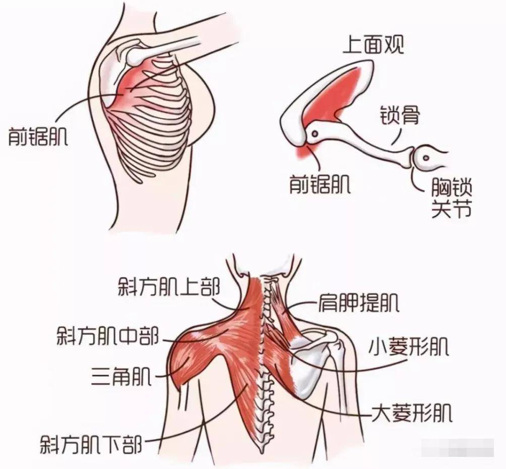 病态|蝴蝶骨不能带你夏日美飞，还会拉你进入病态深渊！