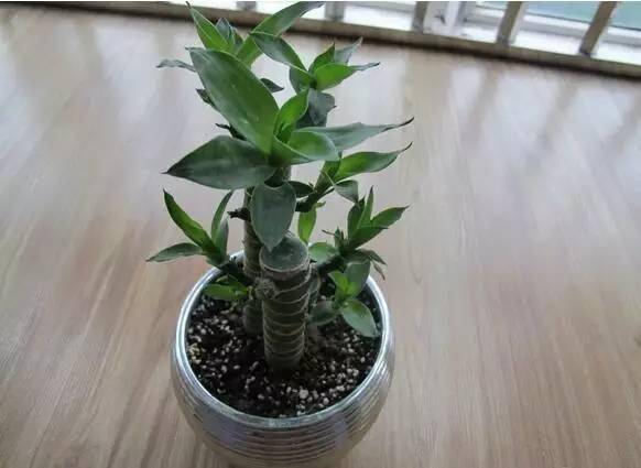 富贵竹几根合适 776daa8c998640789fc99b0c02617fd5.jpeg