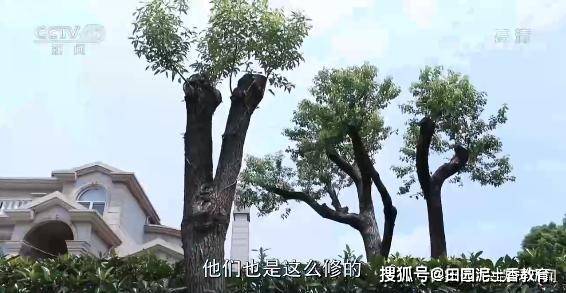 上海退休教师李先生修自己栽的香樟树罚14.42万：感觉到很冤屈，被抓成典型了_修剪