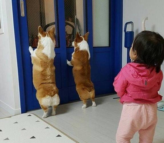 加班|女主人加班,女儿和狗狗可怜兮兮趴在门上,什么时候吃晚饭呢