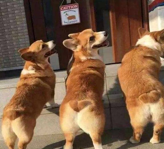 关键|商家才不会告诉你柯基犬纯不纯，关键看这5点，别被骗了！