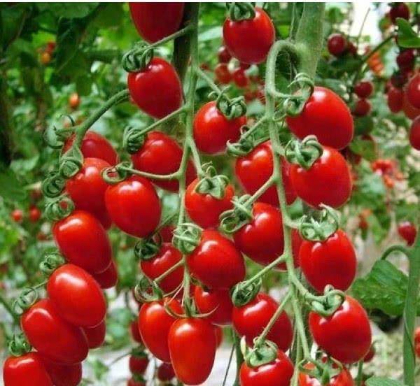 樱桃红电视 16bb7ebf629b45ed9f69d746e167283c.jpeg