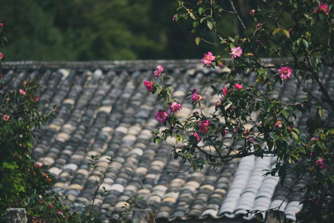 布局|腾冲民居建筑