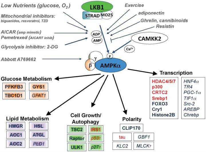 【图说】AMPK及其信号通路的功能_亚基