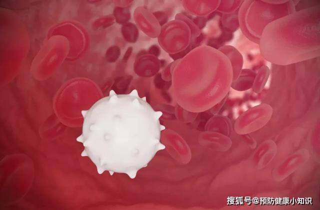 机体|做血常规检查时，若这3个指标升高，建议进一步诊断