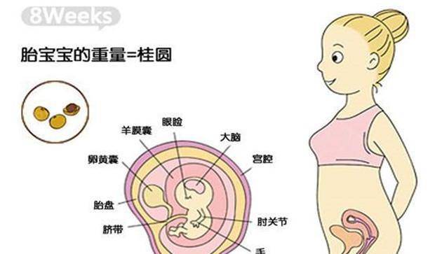 懷孕2個月胎兒有多大?很多人懷孕2個月的時候才檢查出受孕.