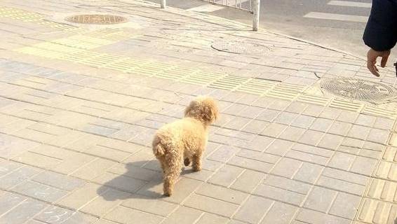 智商|狗狗聪不聪明？就看会不会做这7件事，大部分狗狗只会三四件