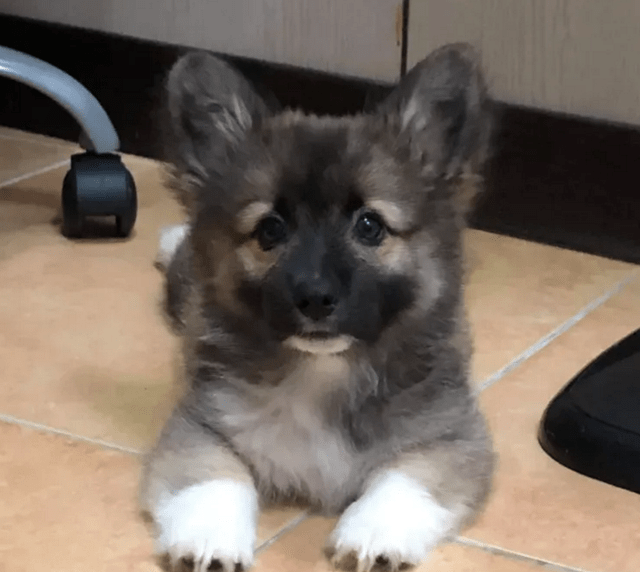 宠物|男子养了只黑色的柯基，一年后却满头问号：怎么掉色了呢？