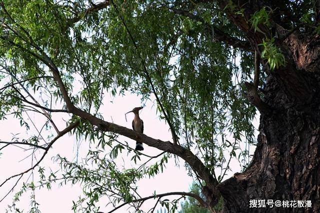 枯什么朽株成语_成语故事简笔画(3)