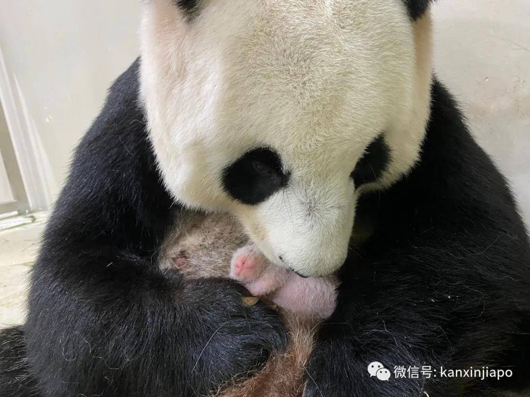 新加坡野生动物保育集团指出,大熊猫嘉嘉生产后,发挥母性本能,把宝宝