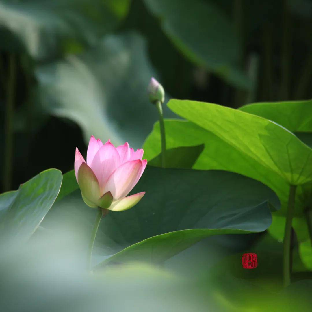 吉花|木棉道·新品 | 有一种棉麻,开满繁花
