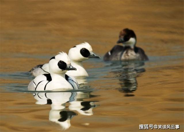 洪泽湖有种世界上最美的鸭子，号称鸟中大熊猫，喜欢在树洞中安家