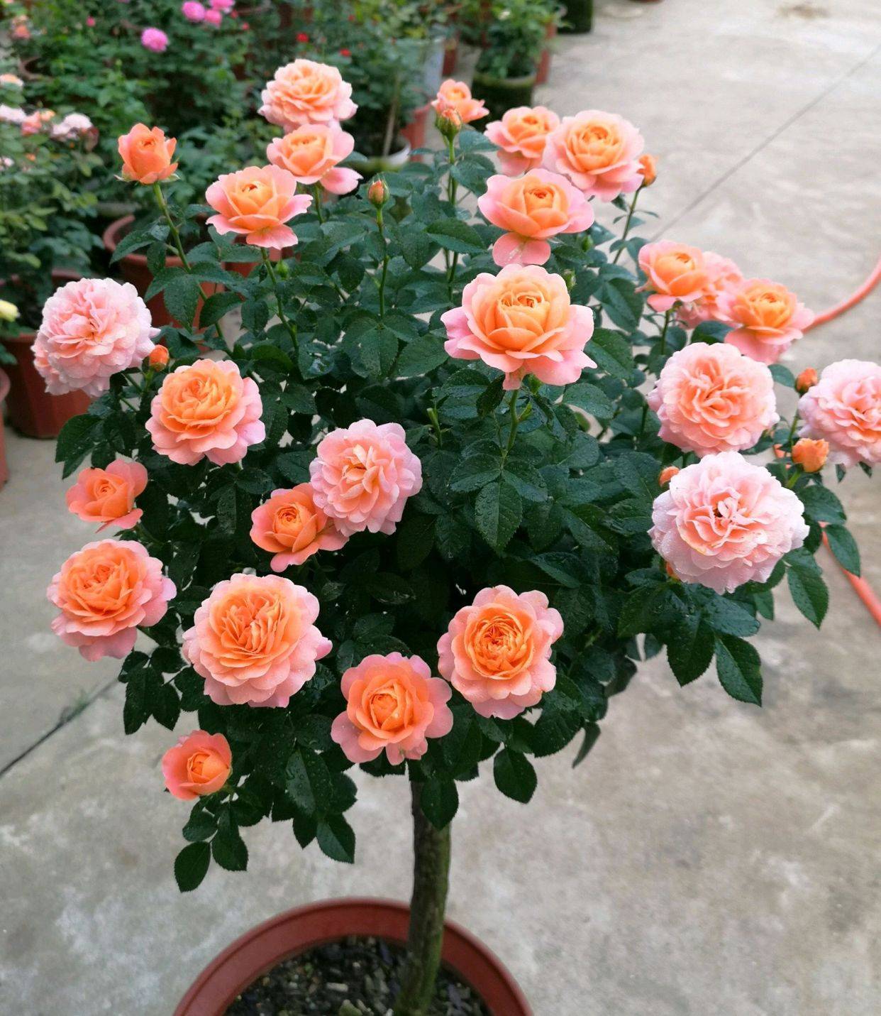 圆润又饱满的棒棒糖月季原来是这样修剪出来的