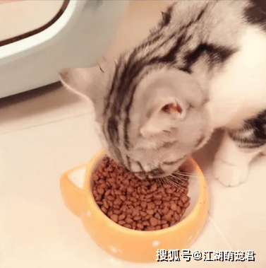 白养|如果你养猫，连这5个常识都不知道，真的白养猫了