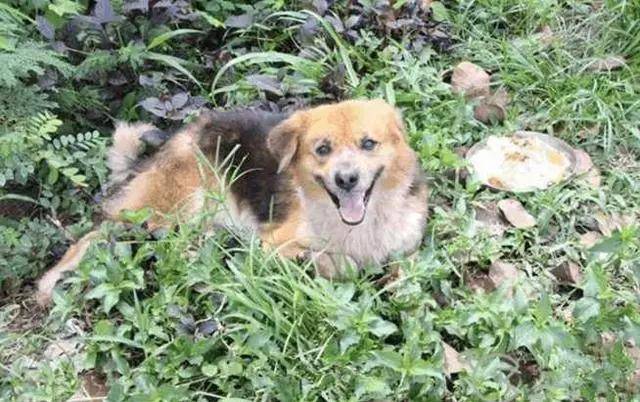 忠犬寸步不離走丟地點，苦苦等待主人7個月！奇跡終於發生了！ 萌趣萌寵 第1张