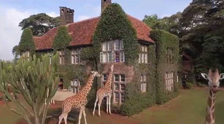 世界最特别的酒店：与长颈鹿共“进”晚餐，住一晚3000你会住吗？