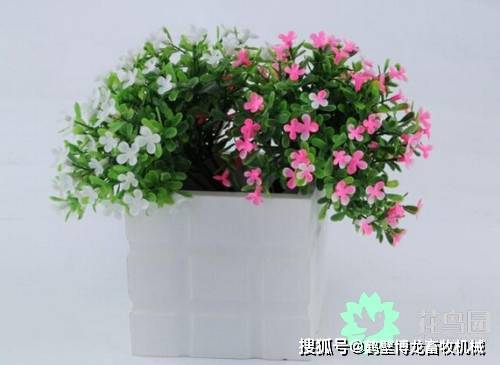 怎么养花养花技巧 64d74e129f034551948d569002ee53a2.jpeg