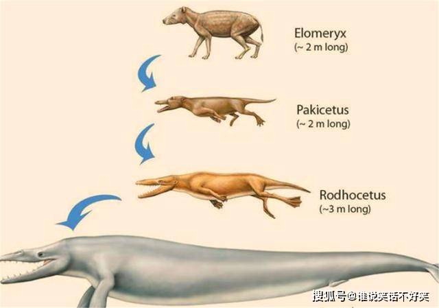 鯨魚祖先進化圖但在漫長的演化過程中,鯨魚的祖先成功地返回了海洋