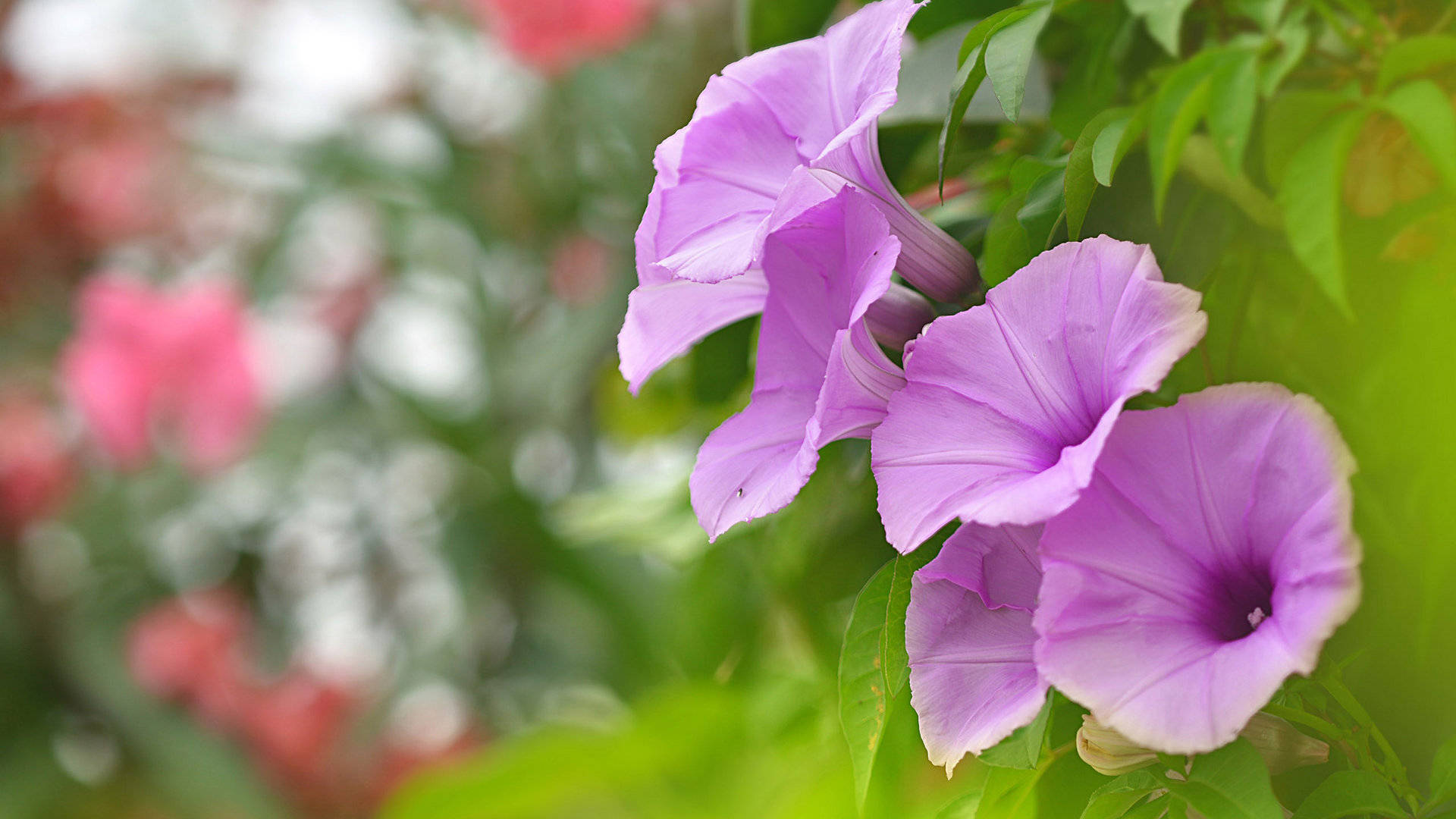 原创8月29日星座运势昂首挺胸大步向前的四大星座
