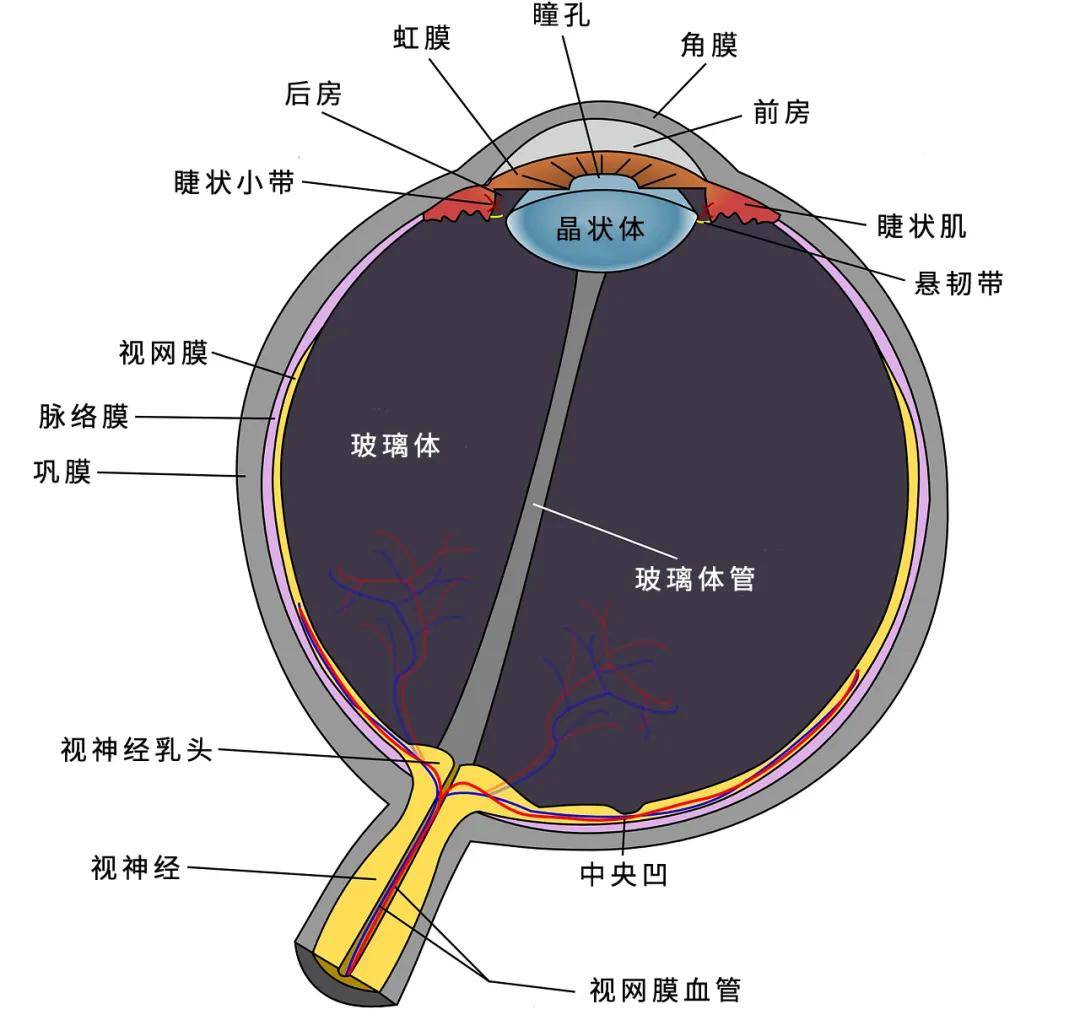 眼睛|不同人种的眼睛为什么颜色不同？