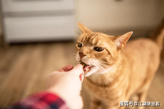 白养|如果你养猫，连这5个常识都不知道，真的白养猫了
