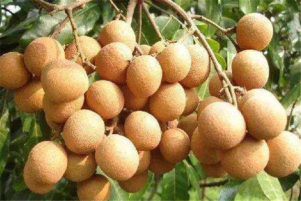 吃什么东西能养心安神 f031cf2d3b594f0ea82e31a16ae540ab.jpeg