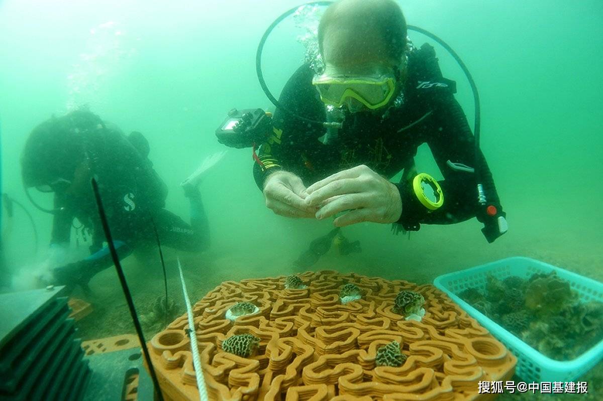 香港积极保护海岸，培育珊瑚