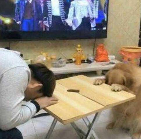 低下头|铲屎官在和金毛互动的过程中,偷了它的零食,狗狗抬头一脸懵!