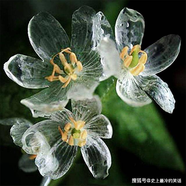 世界上最纯洁的花 花瓣透明如水晶 每当下雨就 变脸 海藻