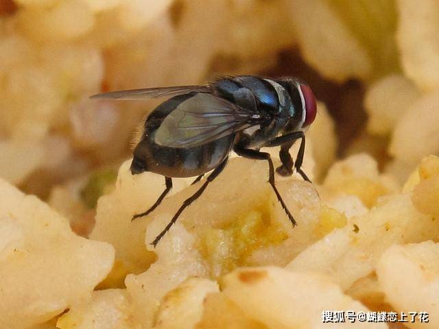 原創太噁心女子吃麥當勞漢堡發現大量活蟲為何會出現這種情況