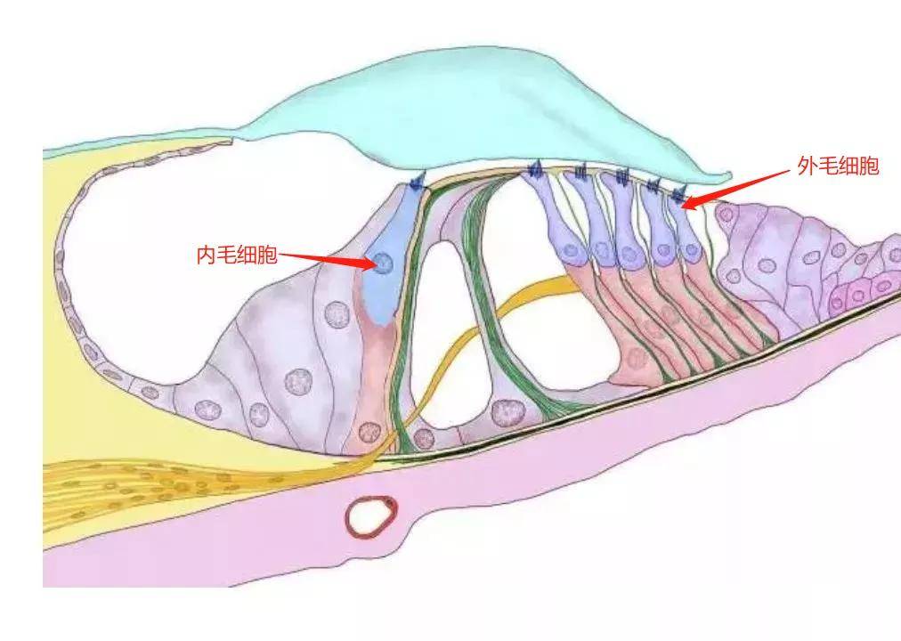 耳蜗外毛细胞图片
