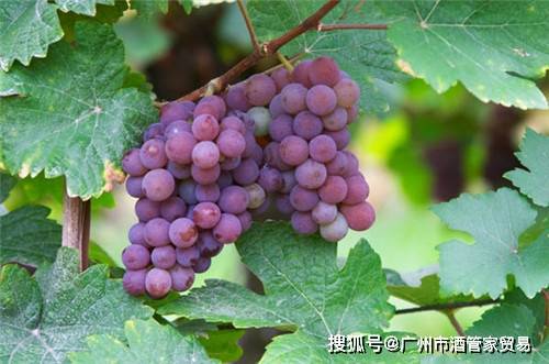 什么|你最想知道的却不好意思问的12个葡萄酒问题
